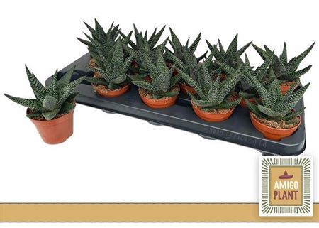 <h4>x Gasterhaworthia 'Royal Highness'</h4>