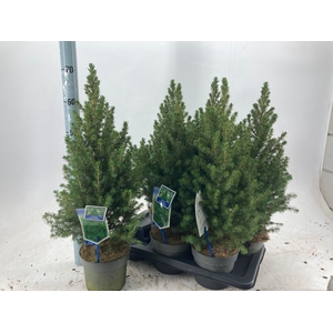 PICEA GL DECEMBER
