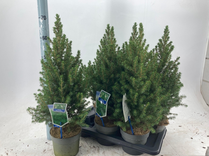 <h4>PICEA GL DECEMBER</h4>