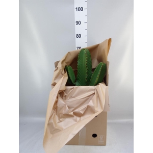 Euphorbia abyssinica