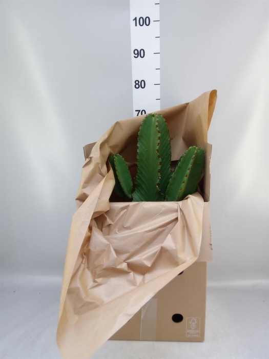 <h4>Euphorbia abyssinica</h4>