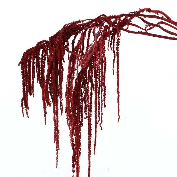 <h4>Pres Amaranthus Bleached Bordeaux</h4>
