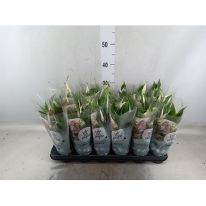 Spathiphyllum  'Chopin'