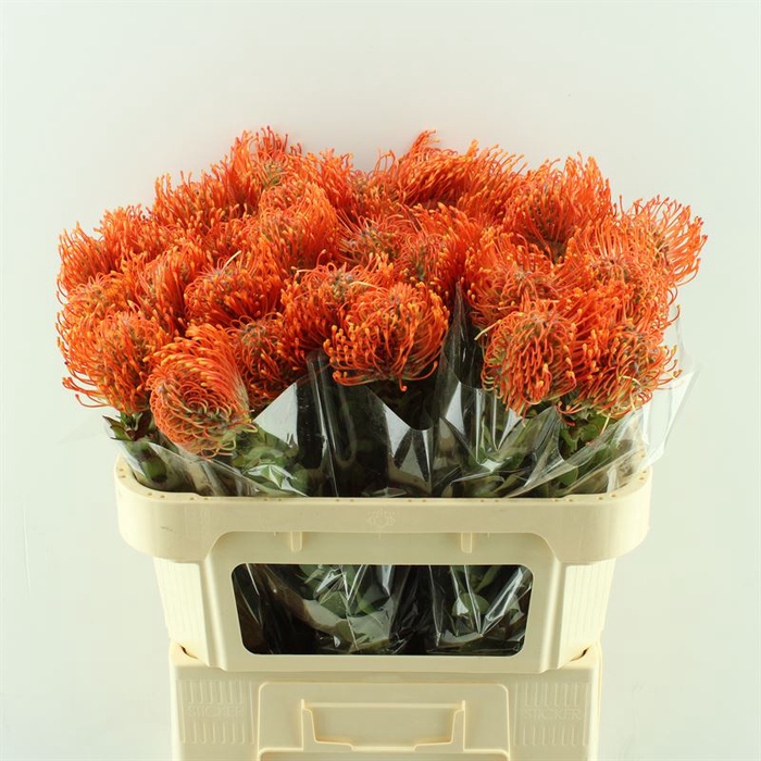 Leucospermum Ay Mandarin Zest