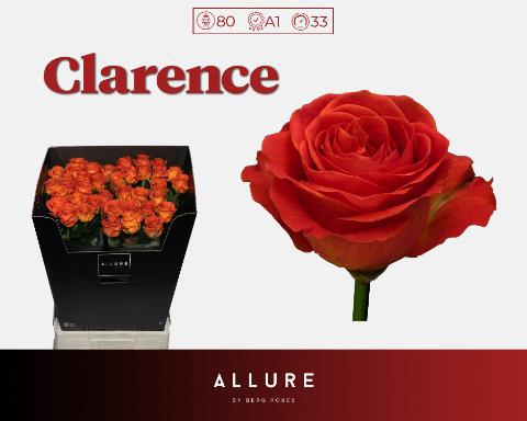 <h4>R GR CLARENCE+</h4>
