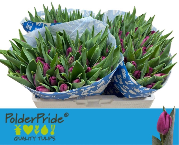 <h4>Tulipa si duet</h4>