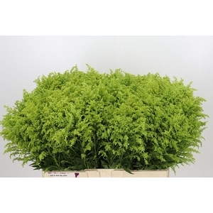 Solidago Tara Gold