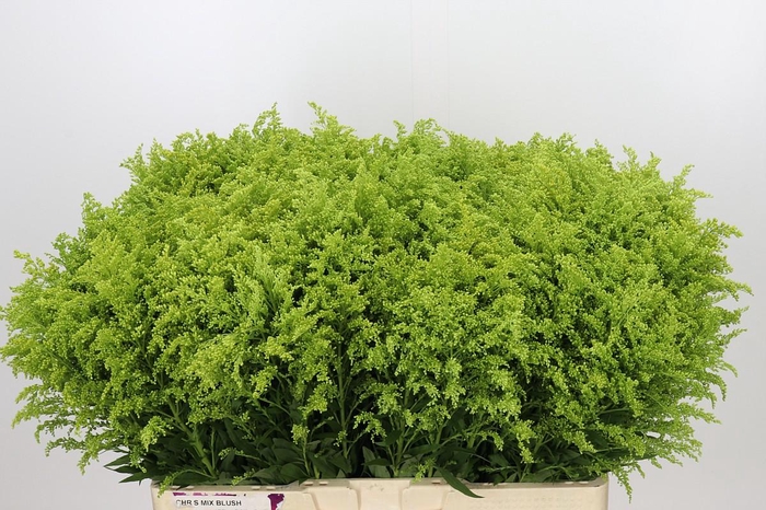 <h4>Solidago Tara Gold</h4>