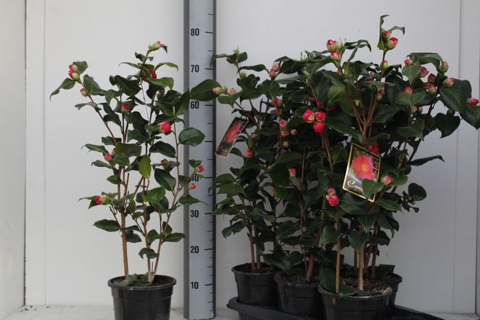 <h4>CAME J DR KING</h4>