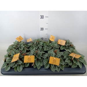 Peperomia  'Napoli Nights'