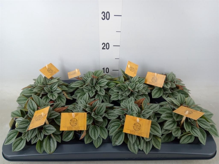 <h4>Peperomia 'Napoli Nights'</h4>