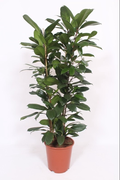 <h4>Ficus Cyathistipula 2pp</h4>