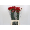 Dianthus St Don Pedro