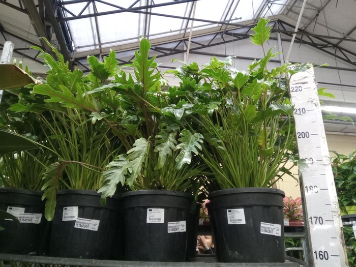 <h4>Philodendron xanadu</h4>