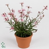 Gaura lindheimeri 'Belleza Ea Pink'