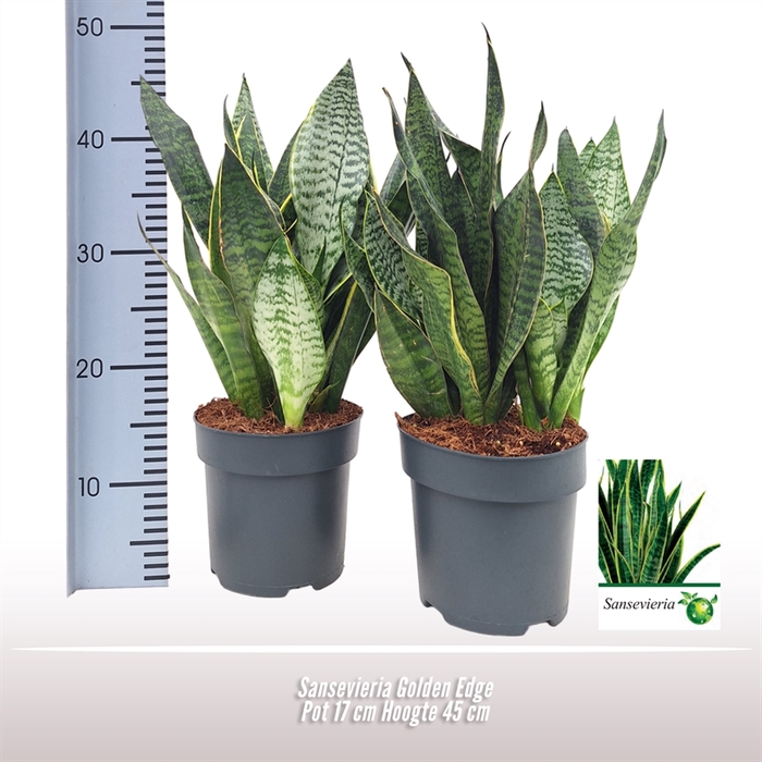 <h4>Sansevieria Golden Edge</h4>