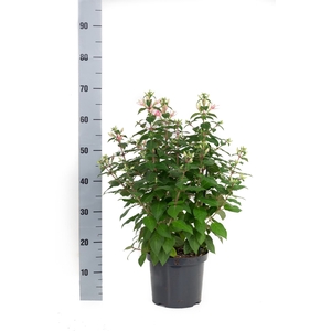 Fuchsia  'Walz Jubelteen'