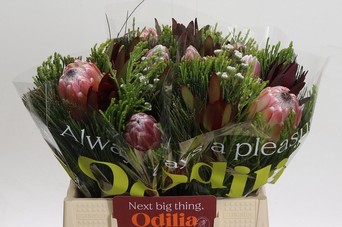 <h4>BQ Protea 3 Flowers</h4>