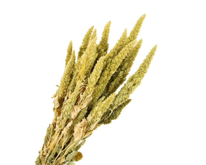 <h4>Amaranthus Green</h4>