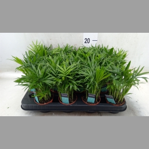 Chamaedorea elegans