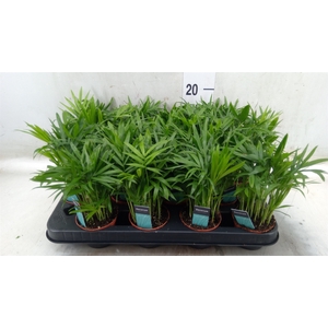 Chamaedorea elegans