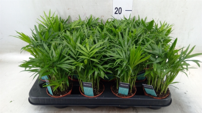 <h4>Chamaedorea elegans</h4>