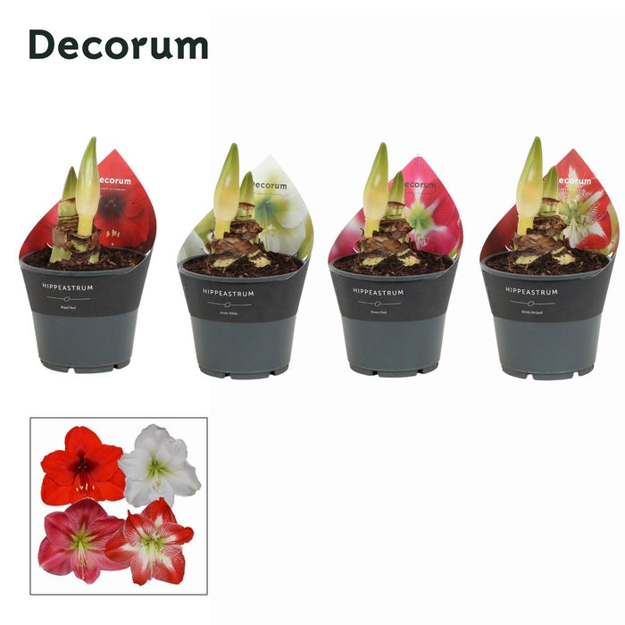 <h4>Amaryllis Mix 2 Knop Extra OP (Decorum)</h4>