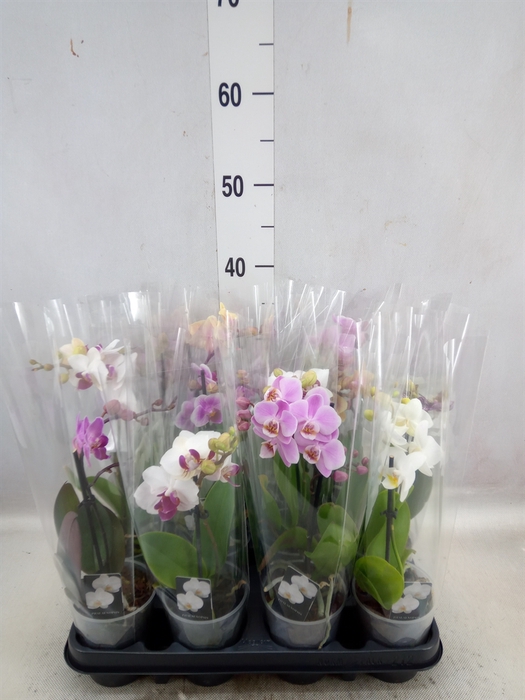 <h4>Phalaenopsis multi.   ...mix</h4>