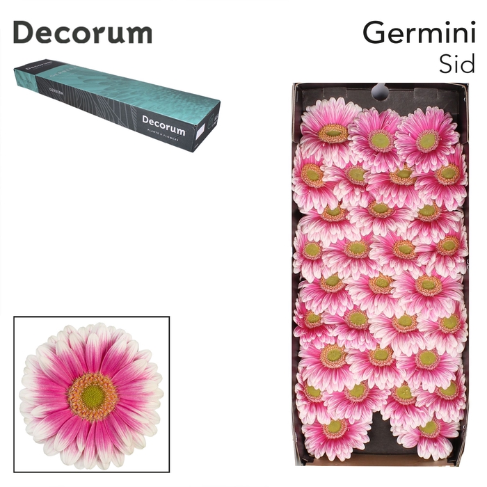 <h4>Germini Sid Doos</h4>