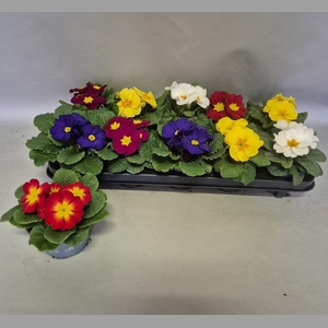 PRIM ACAULIS GEMENGD