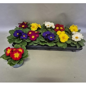 PRIM ACAULIS GEMENGD