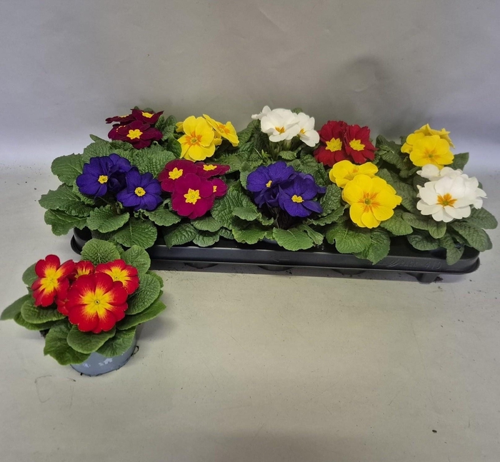 <h4>PRIM ACAULIS GEMENGD</h4>