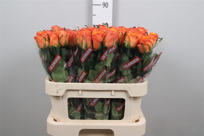 <h4>R Gr Tycoon</h4>