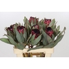 Protea Barbigera Ruby Princess Air