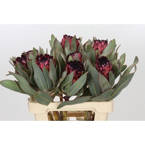 Protea Barbigera Ruby Princess Air