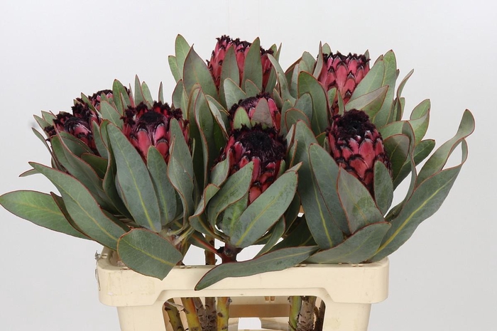 <h4>Protea Barbigera Ruby Princess Air</h4>