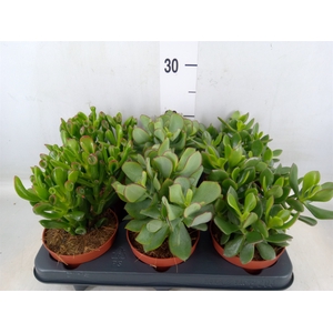 Crassula   ...mix