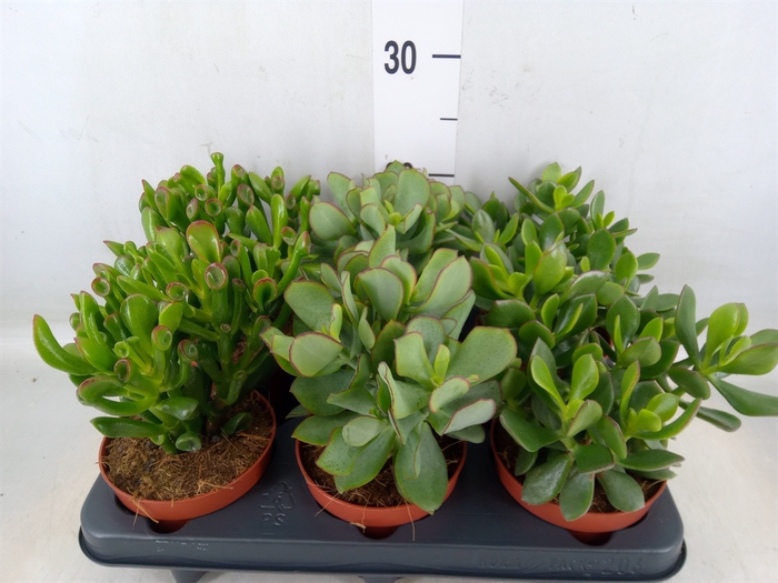 <h4>Crassula   ...mix</h4>