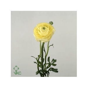 Ranunculus El Creme