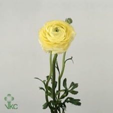 <h4>Ranunculus El Creme</h4>