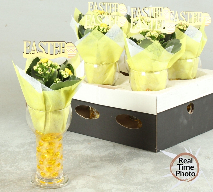 <h4>ARR KAMERPL</h4>