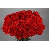 Dianthus St Arona