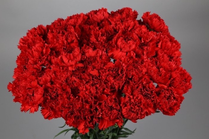 <h4>Dianthus St Arona</h4>