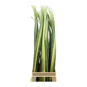 Pandanus 100cm