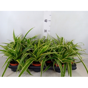 Chlorophytum com. 'Ocean'