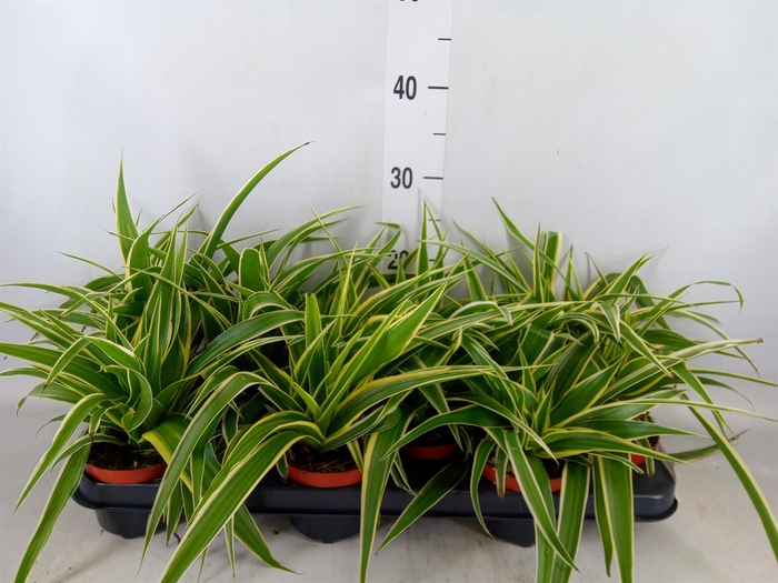 <h4>Chlorophytum com. 'Ocean'</h4>