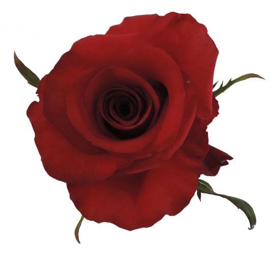 <h4>R GR LOVE PARIS</h4>