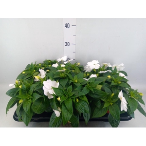 Impatiens NG 'ColPow White'