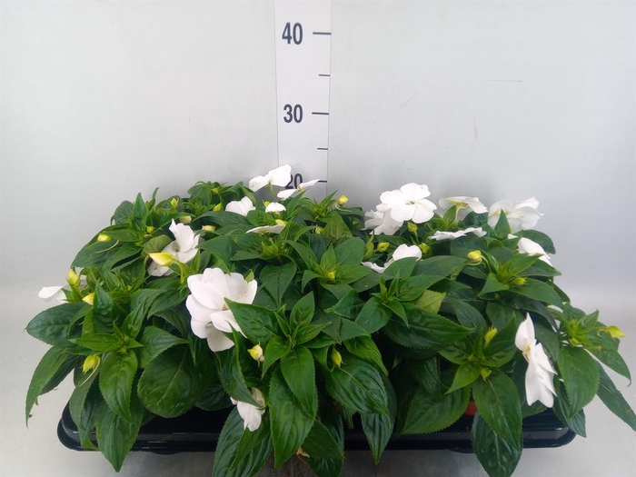 <h4>Impatiens NG 'ColPow White'</h4>