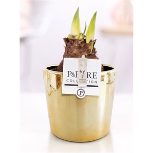 Hippeastrum white in P&PURE Laryssa ceramics shiny gold